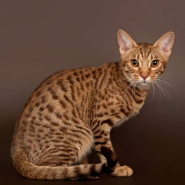 Пятнистый окрас: 6 пород домашних кошек с генами диких предков