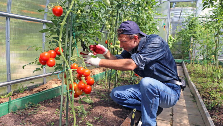 Урожай ведрами: на каком расстоянии друг от друга сажать помидоры
