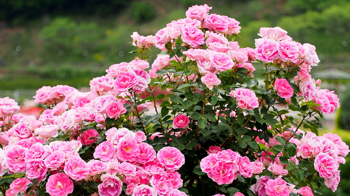 Виды роз для тенистых садов