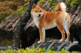 Легко перепутать: 5 пород собак, внешне похожих на лис