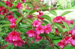 Вместо роз: 7 дешевых, но красивых кустарников для сада