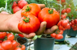 Мобильный огород: выращивание томатов в ведрах дает хороший урожай, несмотря на климат