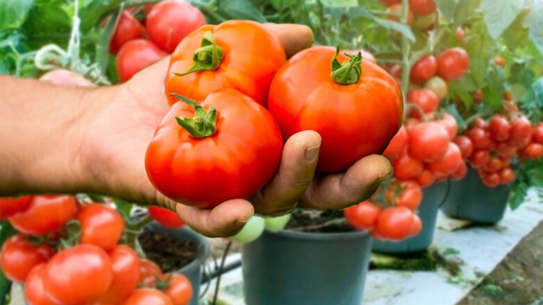 Как выращивать рассаду томатов