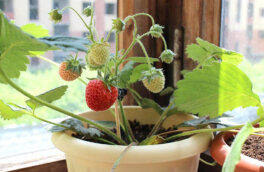 На балконе или террасе: какие ягодные кустарники можно выращивать в горшках и контейнерах