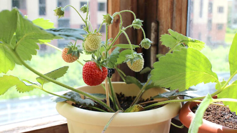 На балконе или террасе: какие ягодные кустарники можно выращивать в горшках и контейнерах