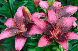 Вместо пионов: 7 дешевых, но красивых многолетников для сада