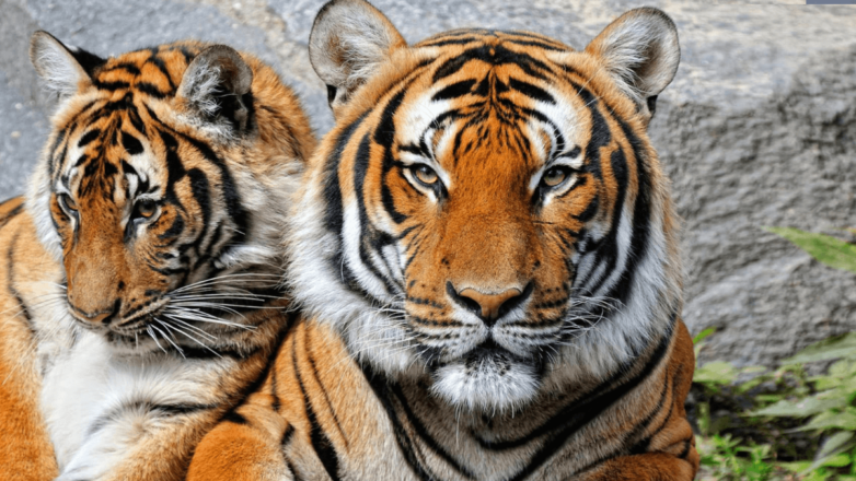Какой сегодня праздник: 29 июля – Международный день тигра