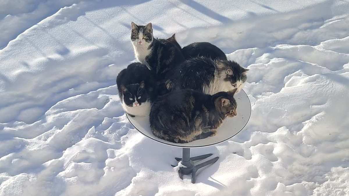 коты на спутниковой тарелке