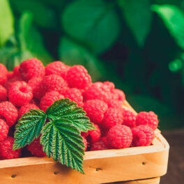 Чем подкормить малину: секрет хорошего урожая ягод