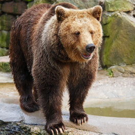 Женщина забросила маленького ребенка в вольер к медведю в зоопарке Ташкента