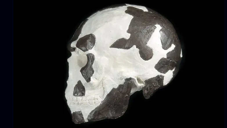 Ученые установили возраст древнейших останков человека современного вида