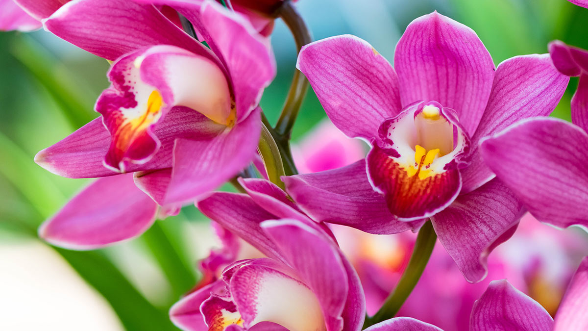 Способ заставить орхидею цвести в любое время