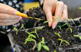 Готовимся к дачному сезону: когда сеять овощи на рассаду