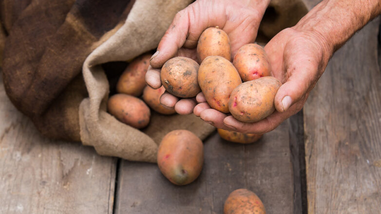 Сохранить урожай до весны: 6 частых ошибок при хранении картофеля