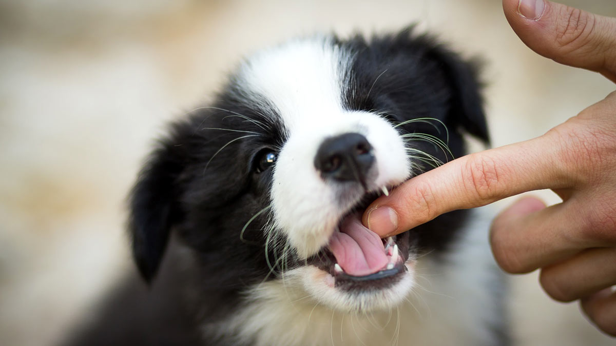 Как отучить собаку кусаться