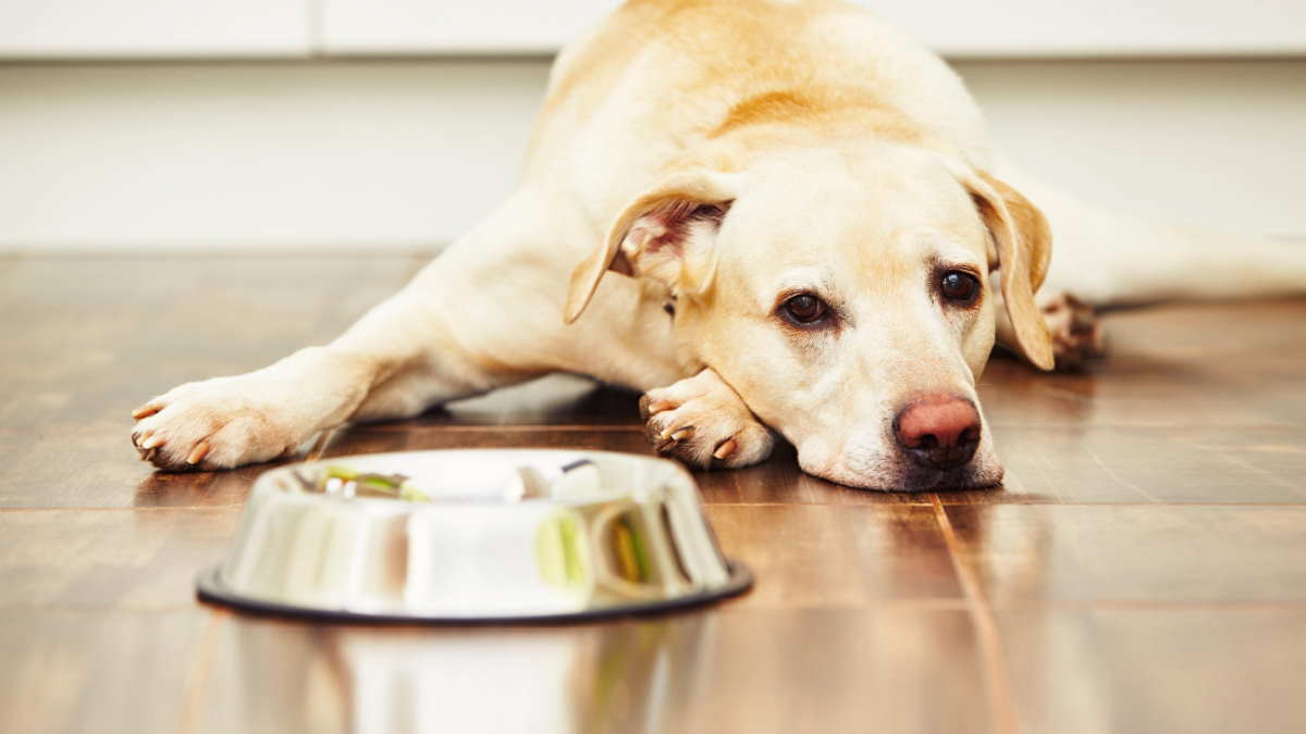 Несбалансированное питание: какие признаки указывают, что собаке не хватает витаминов