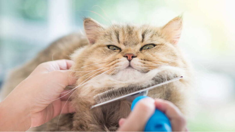Как ухаживать за длинношерстными кошками: советы по вычесыванию