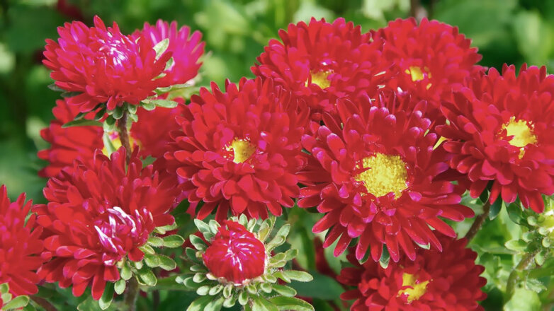 Яркий сад: 7 однолетников с красными цветами