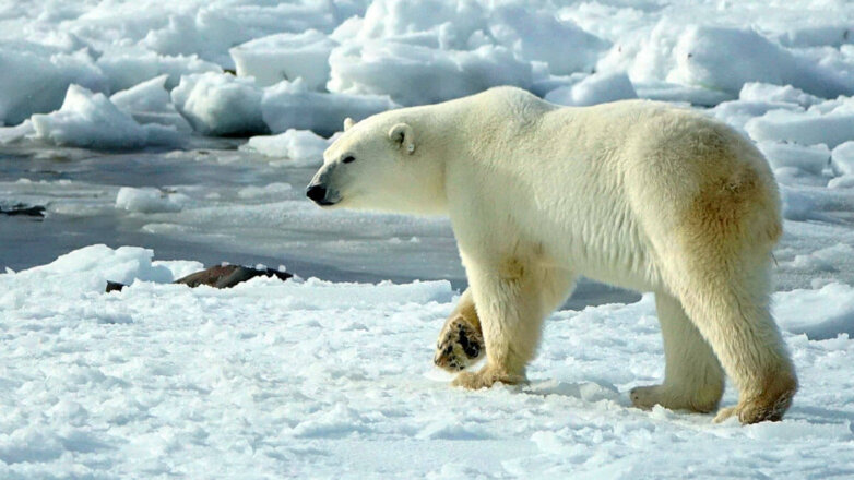 Потепление в Арктике поставило белых медведей на грань выживания
