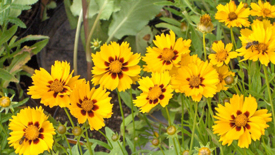 Кореопсис: как посадить и вырастить 