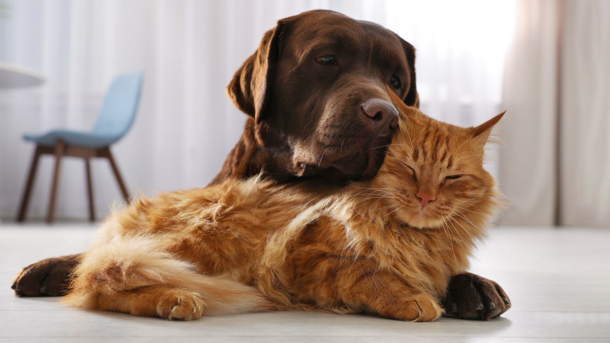 Лучшие друзья: 6 пород собак, которые отлично ладят с кошками