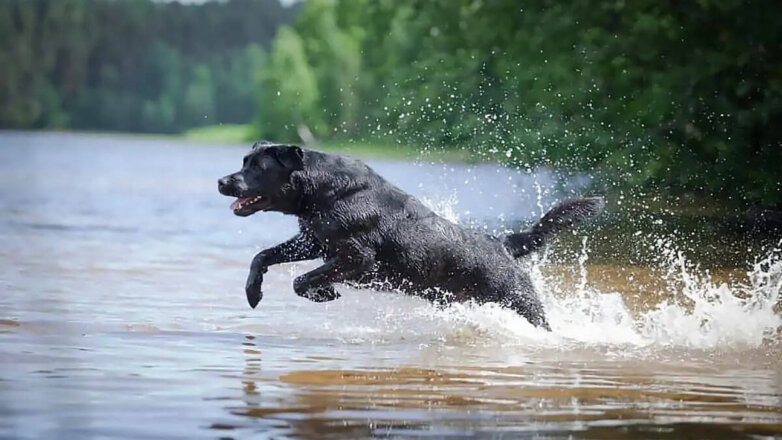 Собаки, которые не боятся воды