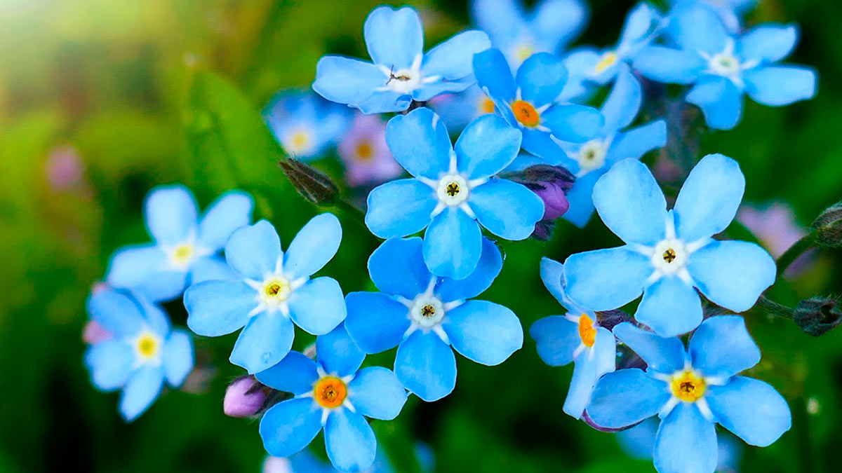 Незабудка один цветок на голубом фоне