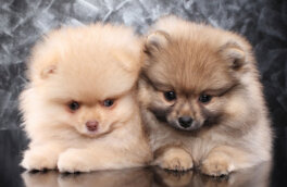 Самые милые: породы собак, щенки которых вызывают улыбки и умиление