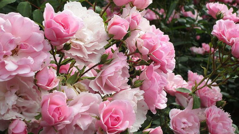 Красивые и изысканные: 5 сортов долгоцветущих роз