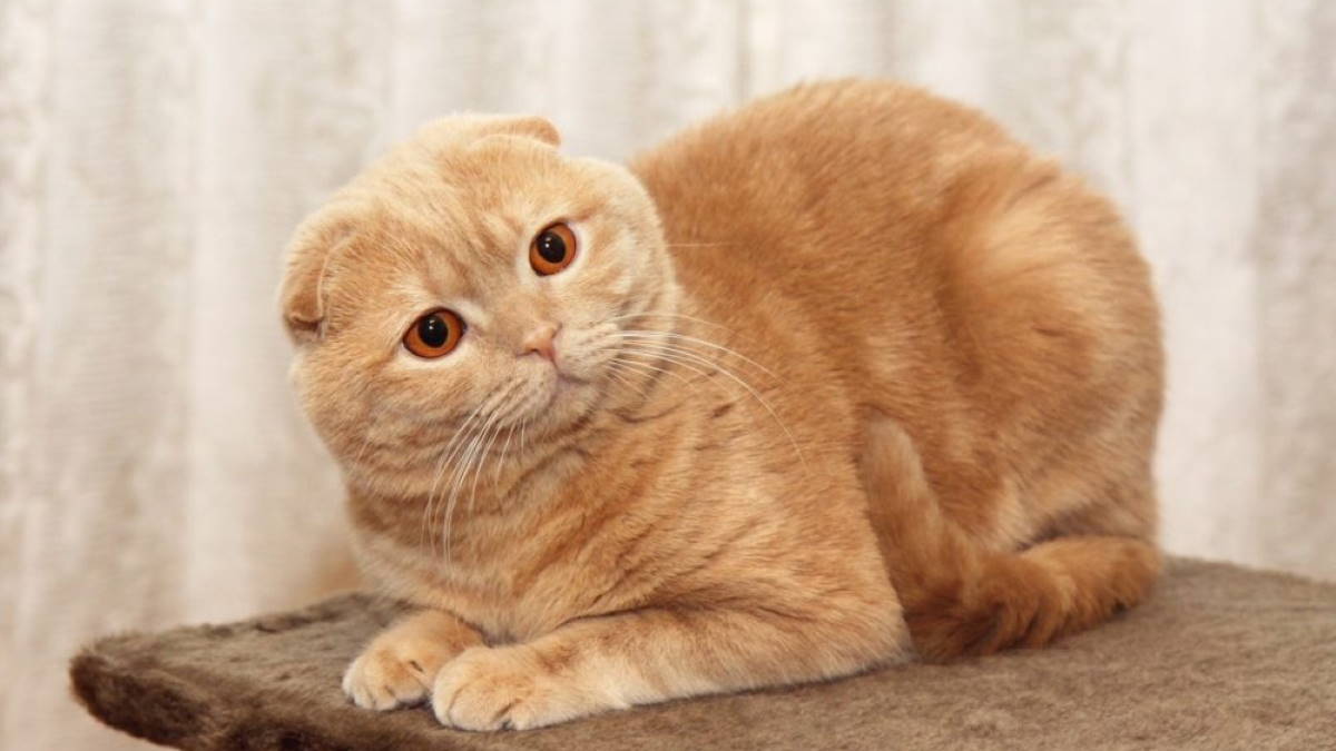 Вислоухая кошка рыжая фото