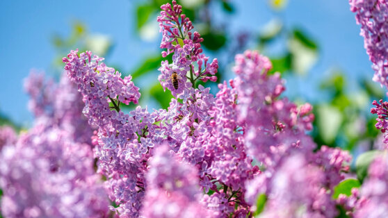 Сад без забот: 6 красивых цветущих растений для щелочных почв