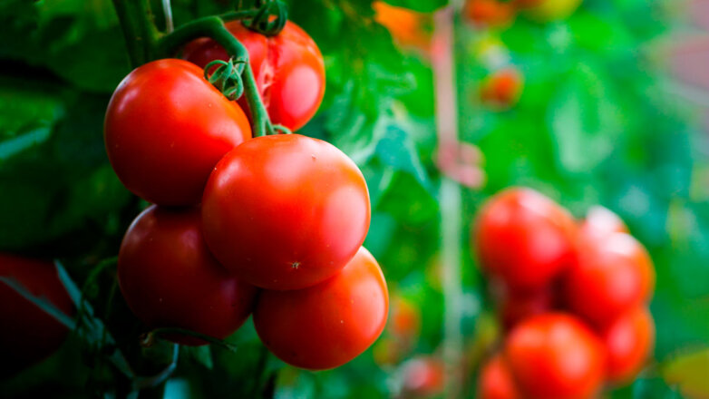 Как правильно дозаривать томаты: условия, сроки и как ускорить процесс