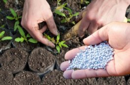 Подкормка для рассады: 5 источников кремния