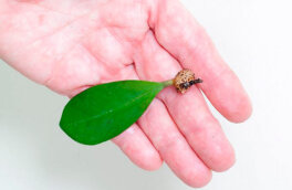 Как вырастить долларовое дерево из листа: размножение замиокулькаса черенкованием