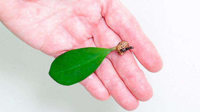 Как вырастить долларовое дерево из листа: размножение замиокулькаса черенкованием