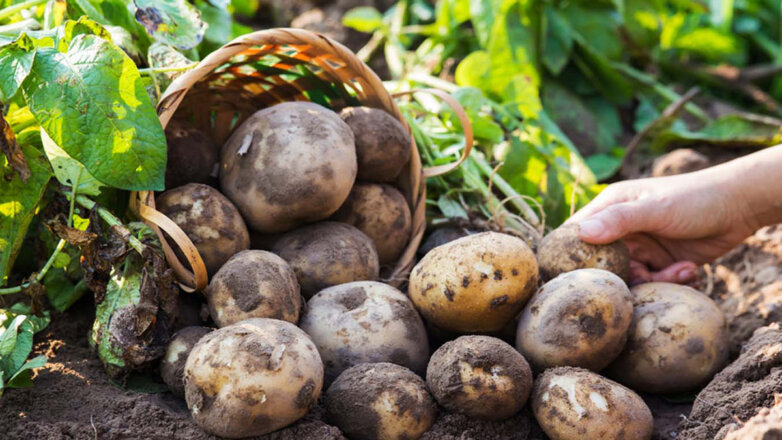 Чтобы урожай не пострадал: как защитить картофель от фитофтороза