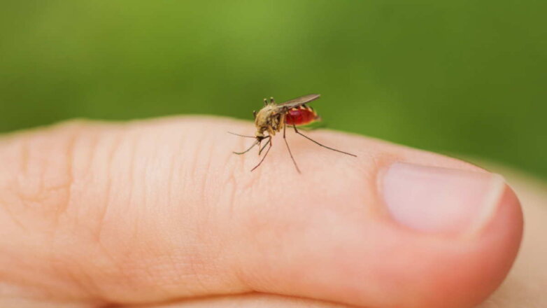 Ученые выяснили, какие цвета привлекают комаров