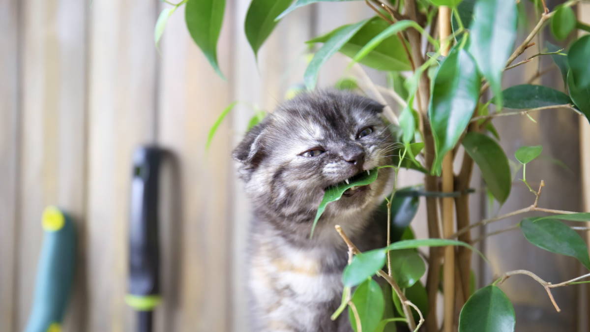 кошка ест комнатное растение