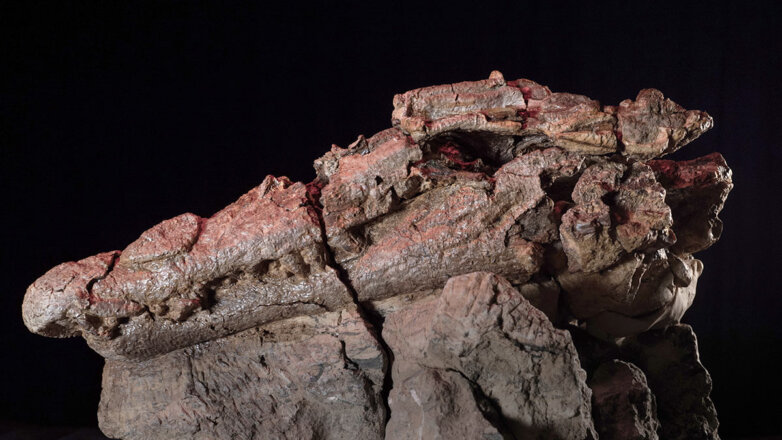 Останки древнего гигантского крокодила-убийцы нашли в Австралии