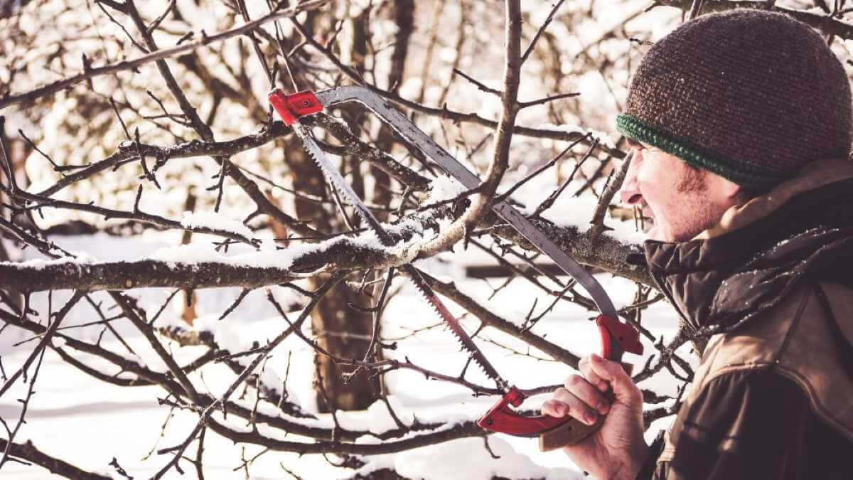 Можно ли зимой обрезать. Деревья в феврале. Обрезка деревьев зима. Зимняя обрезка плодовых деревьев на Кубани. Февраль это зима или Весна.