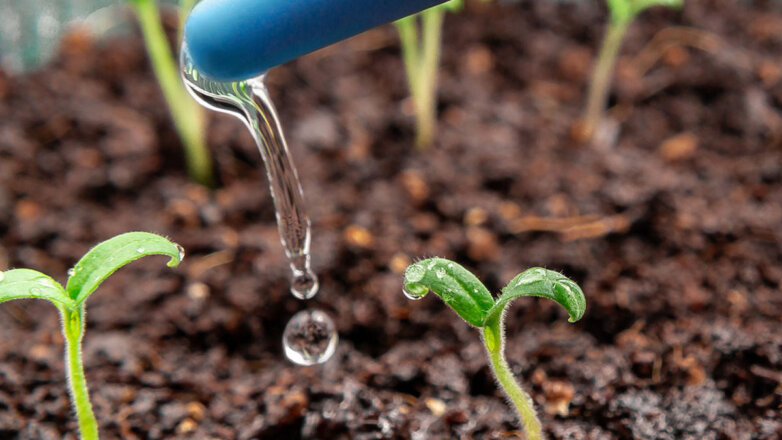 Как поливать рассаду, чтобы она хорошо всходила и росла: хитрости опытных огородников