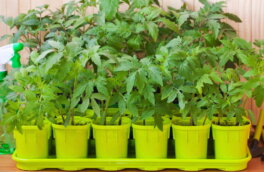 Шпаргалка по подкормке рассады томатов: когда и какие удобрения вносить