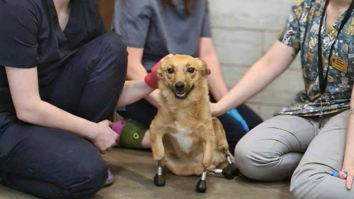 Новосибирские ветеринары установили бездомной собаке протезы на все 4 лапы