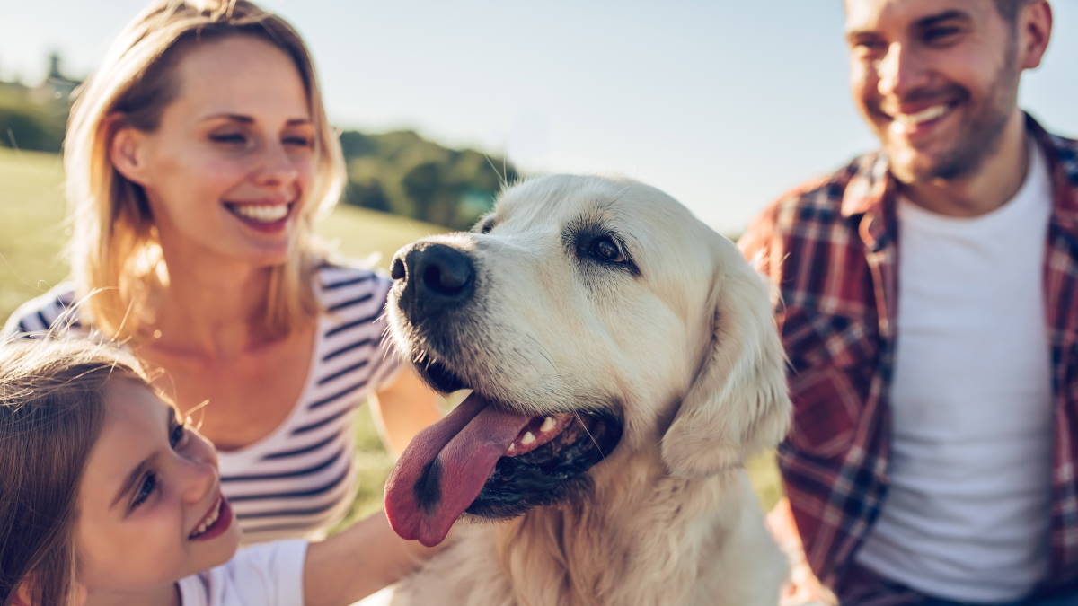 Собаки-компаньоны: 5 самых дружелюбных пород