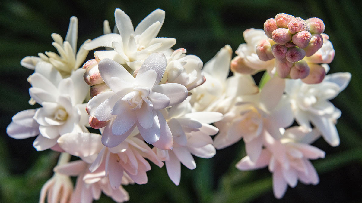 Тубероза фото. Pink Sapphire Tuberose. Экзотическая Тубероза. Тубероза цветок в Индии Свадебные венки. Цветок Тебер Монтан.