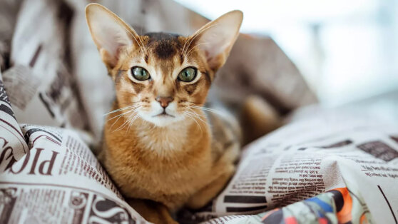 Настоящий друг: 5 самых преданных пород кошек