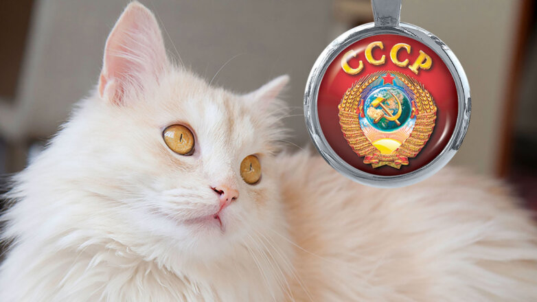 Самые популярные кошки в СССР: 5 известных пород