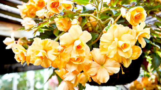 Топ-5 неприхотливых комнатных растений, цветущих круглый год