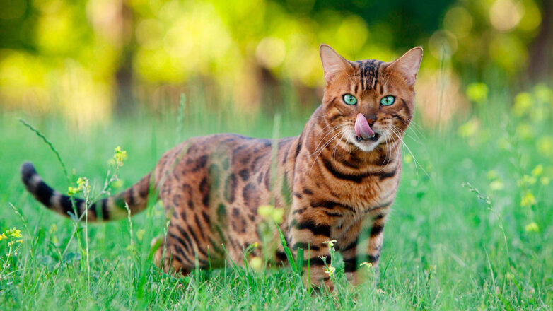 В тихом омуте: 5 опасных пород кошек, которые могут испортить жизнь диким характером