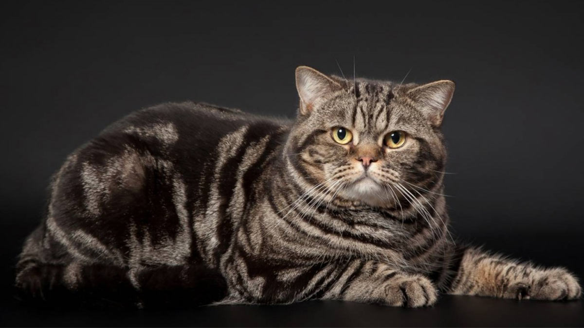 Фото шотландских котов прямоухих мраморного окраса